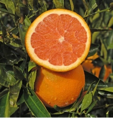 Oranges for Southern Arizona | UA Cooperative Extension